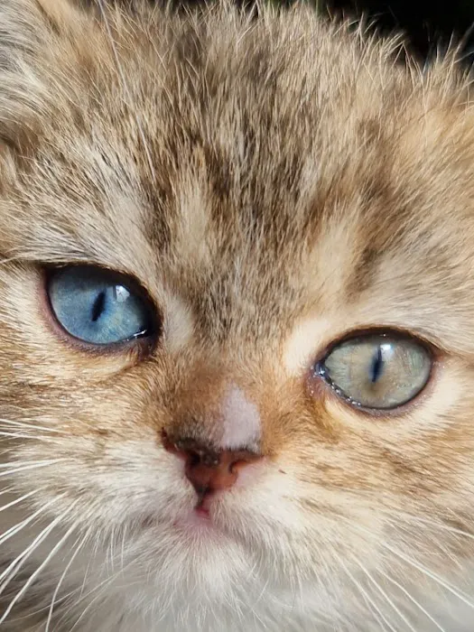 InterPets.NYC - British Shorthair Kittens Picture 8