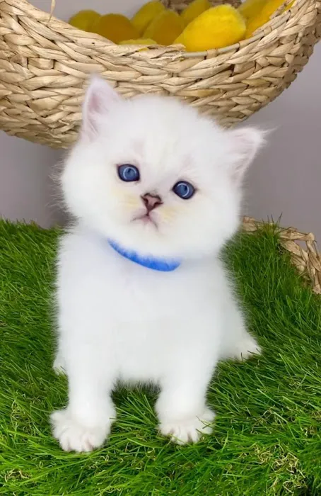 InterPets.NYC - British Shorthair Kittens Picture 6