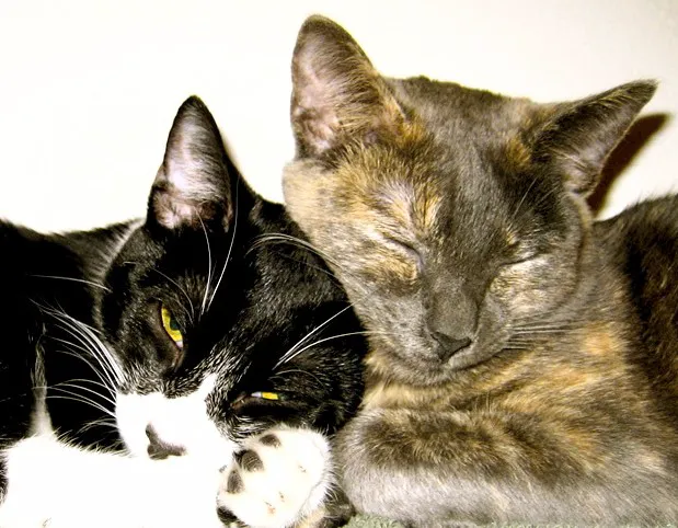 Temecula Creek Veterinary Picture 1