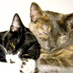Temecula Creek Veterinary