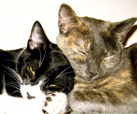 Temecula Creek Veterinary