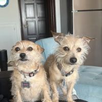 South Temecula Veterinary Hospital ico