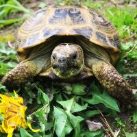 Pet Supplies Plus New Windsor (Vails Gate) ico