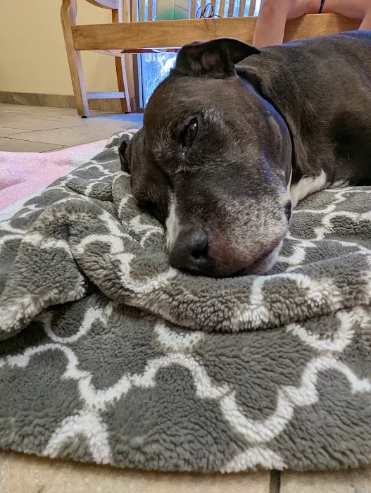 Butterfield Animal Hospital Picture 5