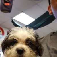 Betta Pets & Supplies ico