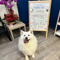 Sunshine Veterinary Care ico