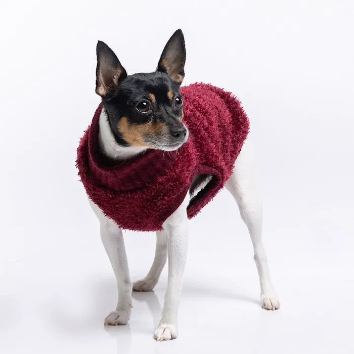 DoggieCoutureNY Picture 4