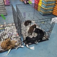 Liberty Pet & Supply ico