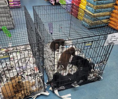 Liberty Pet & Supply