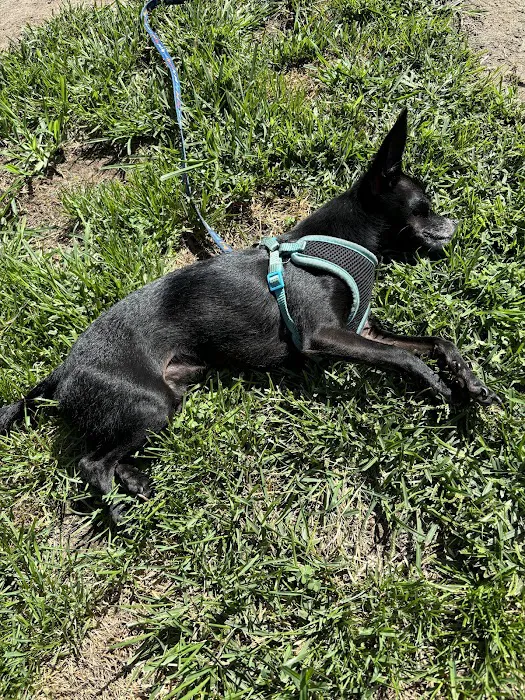 Banfield Pet Hospital Picture 8