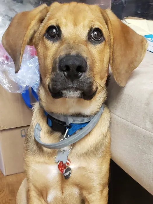 Banfield Pet Hospital Picture 3