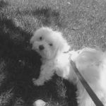 Banfield Pet Hospital