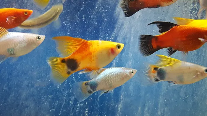 Zoo Pet Center Picture 2