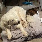 Pet Supplies Plus Hillsdale