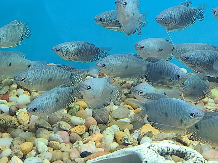 Beital's Aquariums Sales, Services & Ponds Picture 8