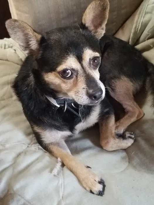 Happy Tails Animal Hospital Picture 6