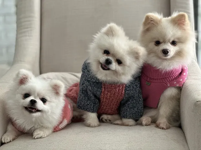 Happy Tails Animal Hospital Picture 1