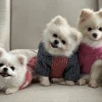 Happy Tails Animal Hospital