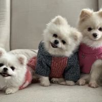 Happy Tails Animal Hospital ico