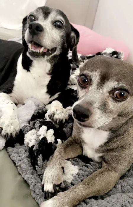 Happy Tails Animal Hospital Picture 4