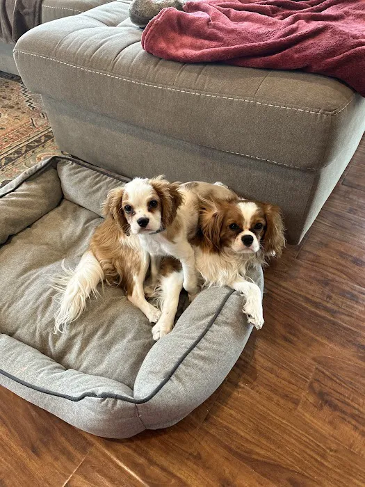 Pet Palace Inc Picture 9