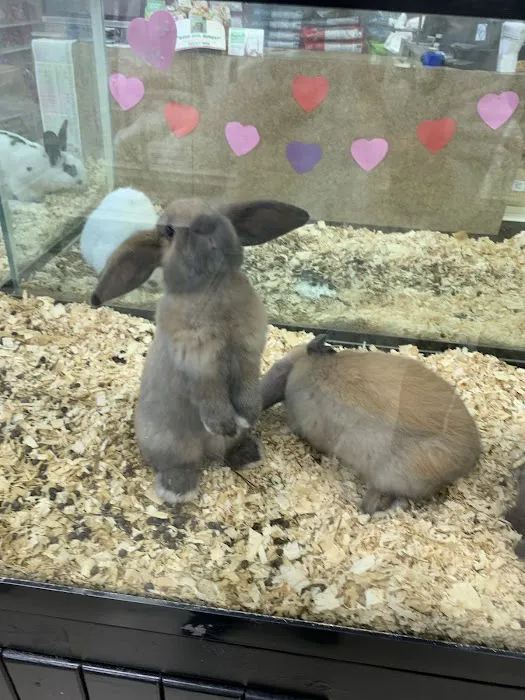 Pet Palace Inc Picture 4