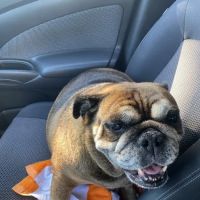 Vet Care Pet Clinic ico