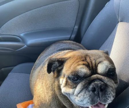 Vet Care Pet Clinic