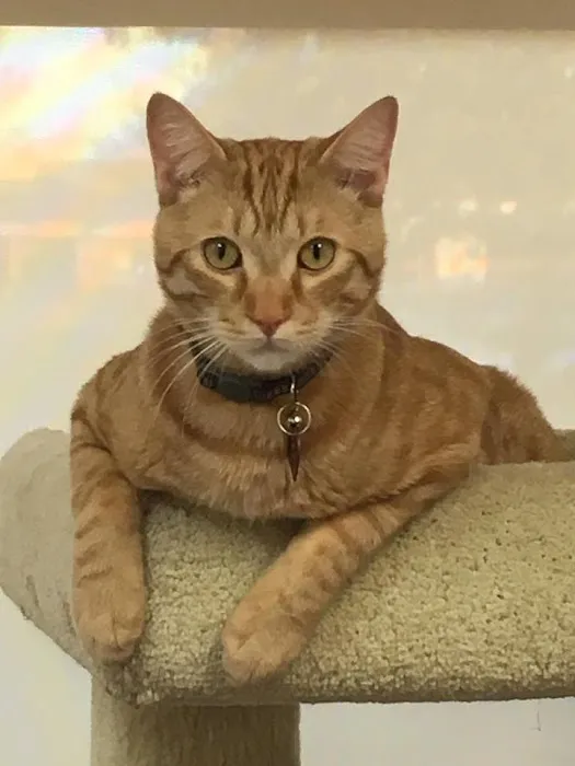 Vet Care Pet Clinic Picture 5