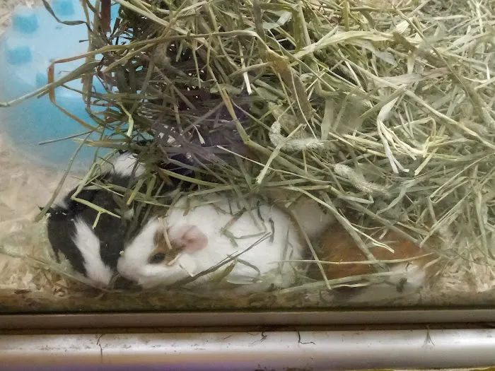 Pet Palace of New City Picture 8