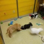 Pet Palace of New City