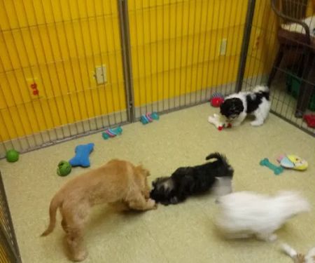 Pet Palace of New City