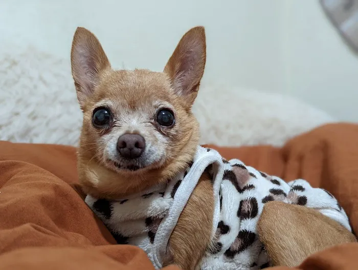 Vetco Total Care Animal Hospital Picture 10