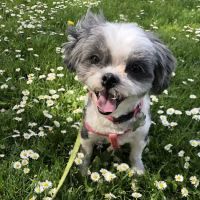Vetco Total Care Animal Hospital ico