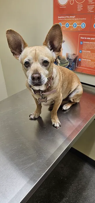 Vetco Total Care Animal Hospital Picture 3