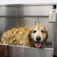 Seal Beach Animal Hospital ico
