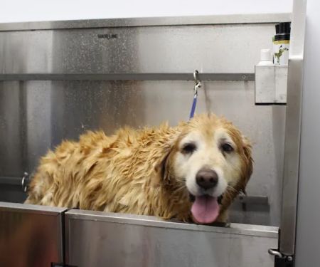 Seal Beach Animal Hospital