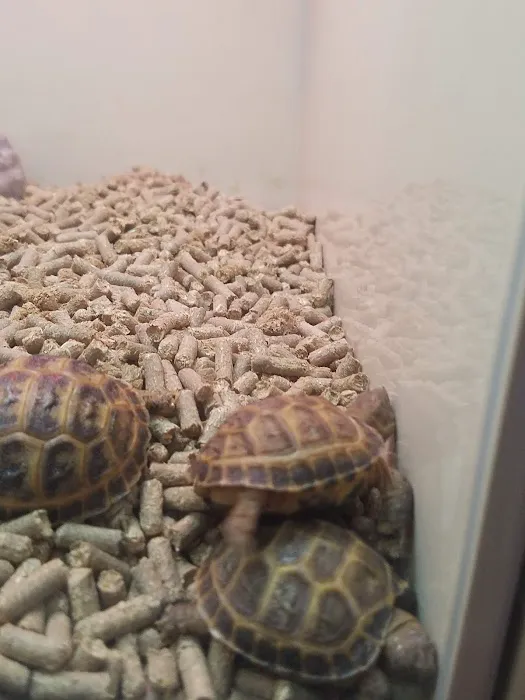 Pets Place II Picture 6