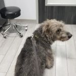 Seal Beach Vet - Dr. Stefan Korzeniowski