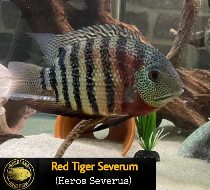 Rockland Aquarium Picture 1
