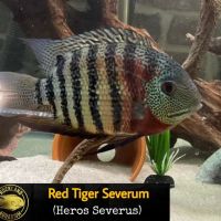 Rockland Aquarium ico