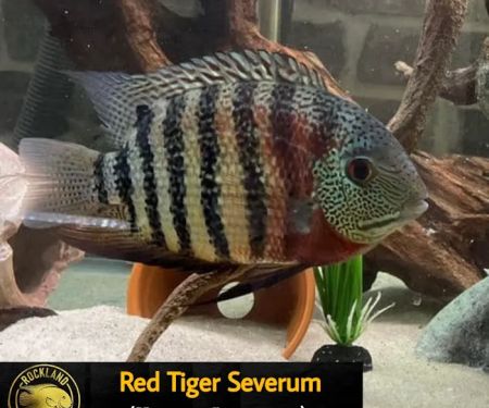 Rockland Aquarium
