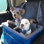 Anaheim Animal Care & Pet Hospital