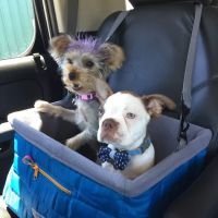 Anaheim Animal Care & Pet Hospital ico