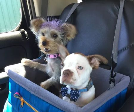 Anaheim Animal Care & Pet Hospital