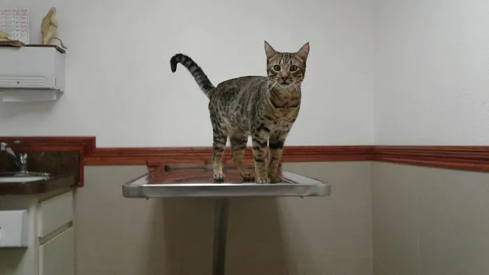 The Animal Doctors of Anaheim (Formerly La Palma Veterinary Hospital) Picture 1