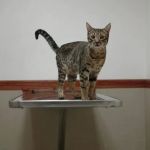 The Animal Doctors of Anaheim (Formerly La Palma Veterinary Hospital)