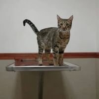 The Animal Doctors of Anaheim (Formerly La Palma Veterinary Hospital) ico