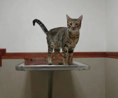 The Animal Doctors of Anaheim (Formerly La Palma Veterinary Hospital)