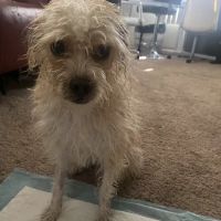 VIP Animal Hospital ico